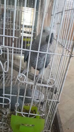 grey chicks fully train