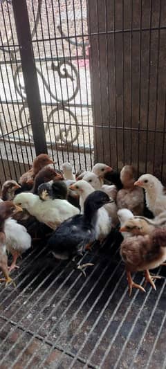 pure Aseel chicks/Aseel chicks/Aseel han