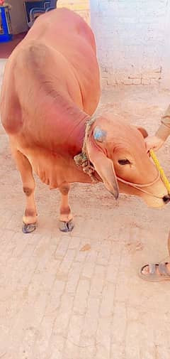 bull sale