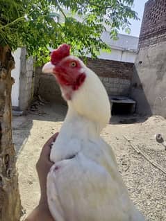 Aseel Heera pair
