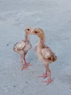 Aseel java pair and chick's