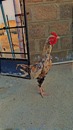 Aseel java pair and chick's
