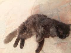 Persian male cat for sale