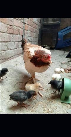beautiful aseel hen sale