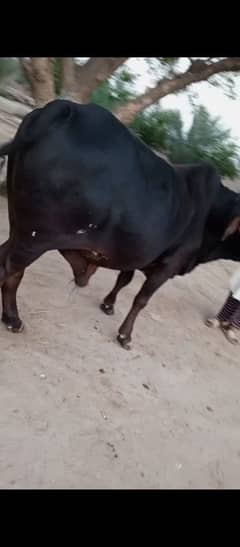 Black beauty 5mun meat  khubsurat donda bachra