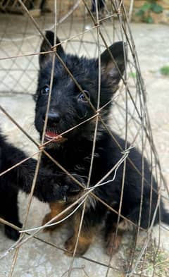 German shepherd female puppies