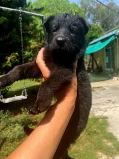 German shepherd female puppies