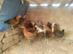 Golden Misri phaty sell