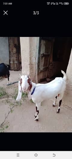is number par rabta kara 03335435089