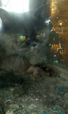 gray Persian Cat / punch face / triple coated