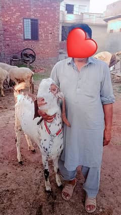 bakra