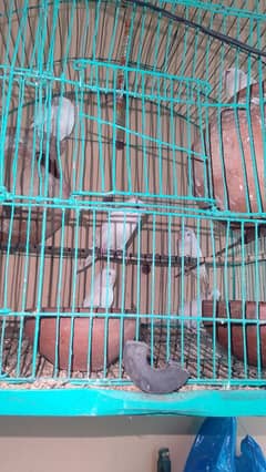 Australian parrot pair white colour