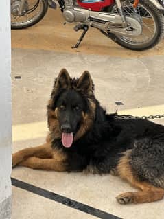 Germen Shepherd Balck Mask Pedigree for Sale