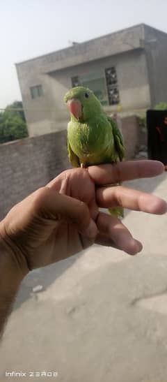 ماشاءاللہ گھر کا پلا ہوا بچہ ہینڈ ٹائم