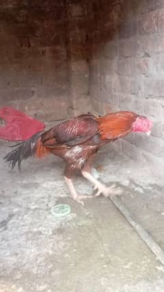 Aseel Murgha for sale price final 4000