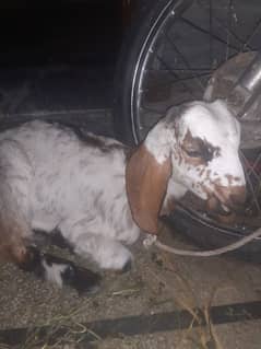 Female Goat Kids