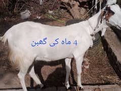 ایک بکری اور ایک پٹھ