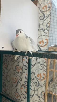 Shirazi breeder pairs for sale