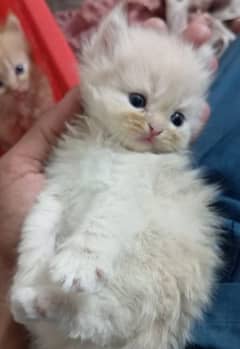 Triple coated Persian kittens fluffy