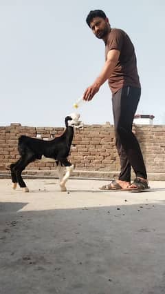 naachi female nachi  1 month age exchange also
