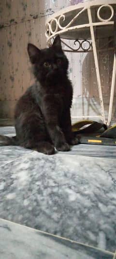 cat . . .