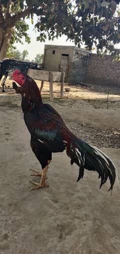 High quality full granted bird