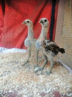 Dragon chicks
