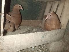 fancy birds