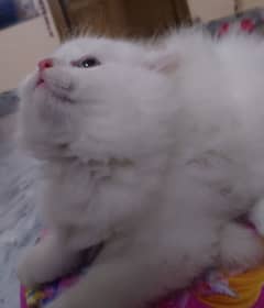 cat's
