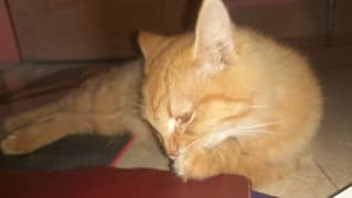 persian cat