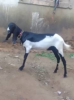 2 dant pat qurbani 2025
