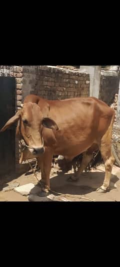 Qurbani ke leye cow for sale 03103078698 what’s up