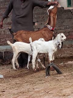 Nagra Bakri 2 Bachy Sath Male Or Female