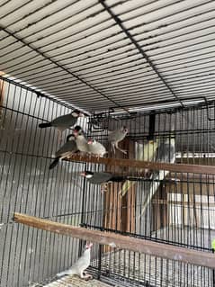 Java breeder,lovebird breeder pair,pathay