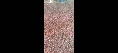onion (piaz)