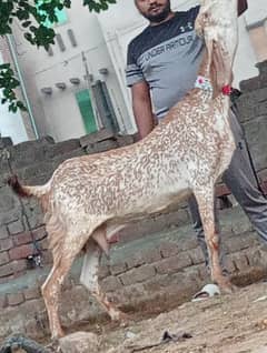 Makhi