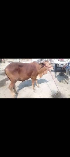1 سال کا صحت مند بیل برائے فروخت