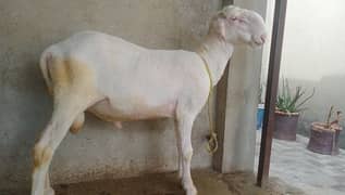 Mondra