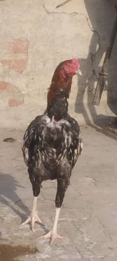 mianwali aseel murga