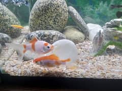 fishes for sale