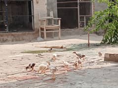 aseel chicks