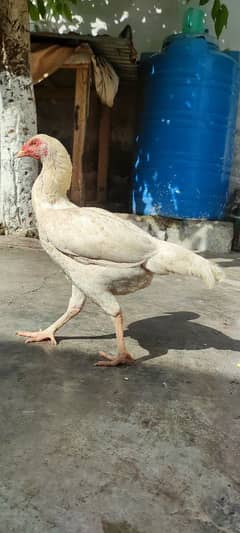 kolanghi females murghi