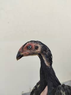 shamo chicks