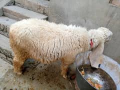 How grown Desi Lamb for Sale