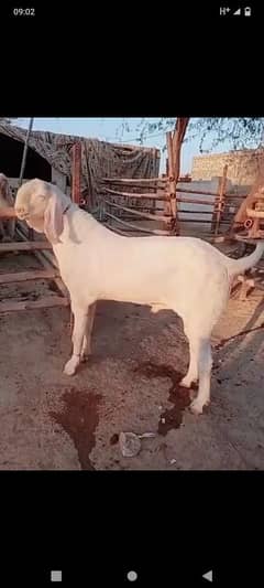 vitthal Bakra for sale my WhatsApp 0335=071=96=81