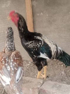 Aseel java pair