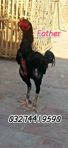 Aseel Thai impotid chicks