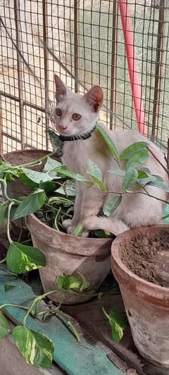 persian cat for sell urgently
