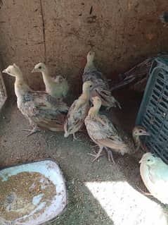Peacock Chick & Adults Available
