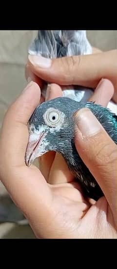 teddy pigeon